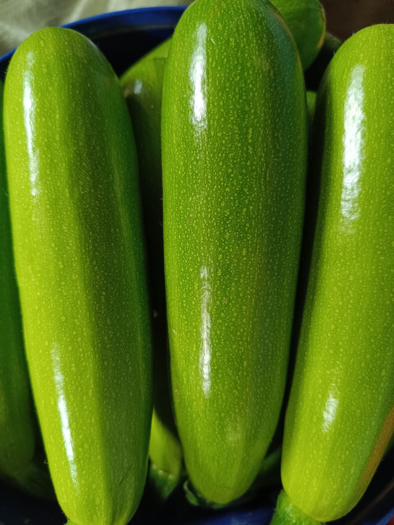 精品西葫芦