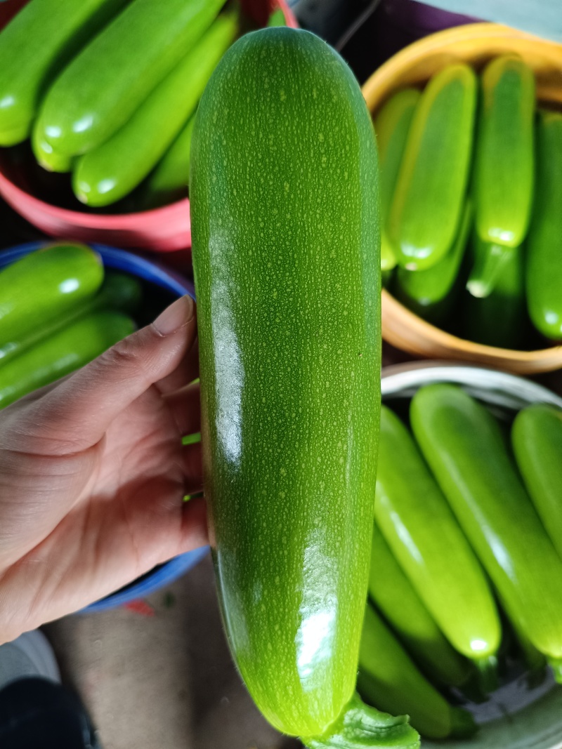 精品西葫芦