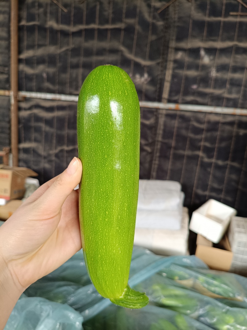 精品西葫芦