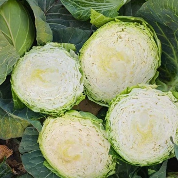 甘蓝莲花白茴子白