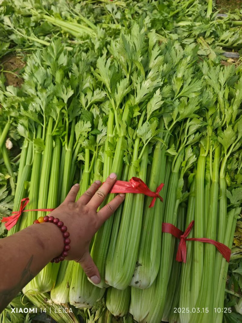 芹菜毛芹精品一手货源产地直发精加工质量保障对接