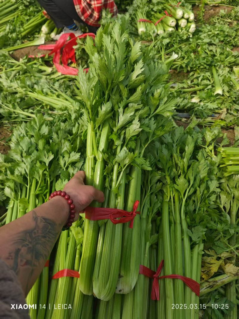 芹菜毛芹精品一手货源产地直发精加工质量保障对接