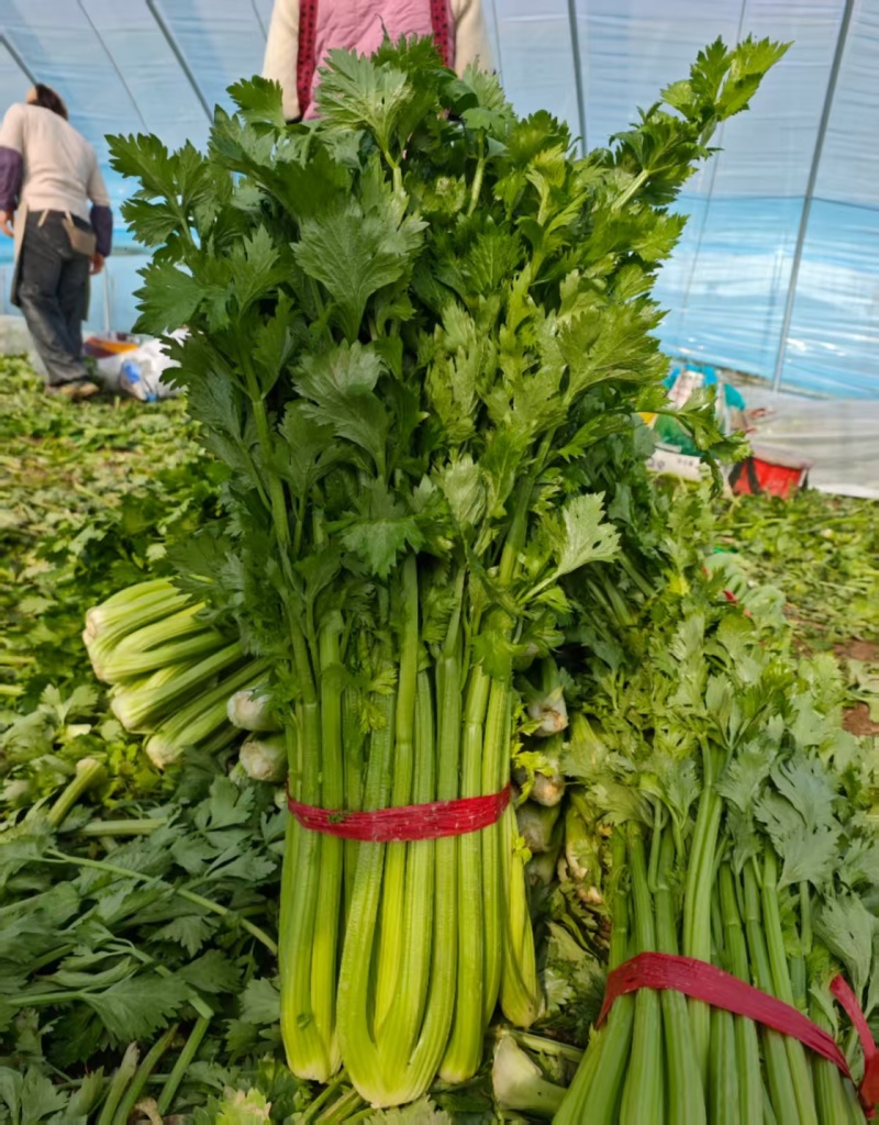 芹菜毛芹精品一手货源产地直发精加工质量保障对接