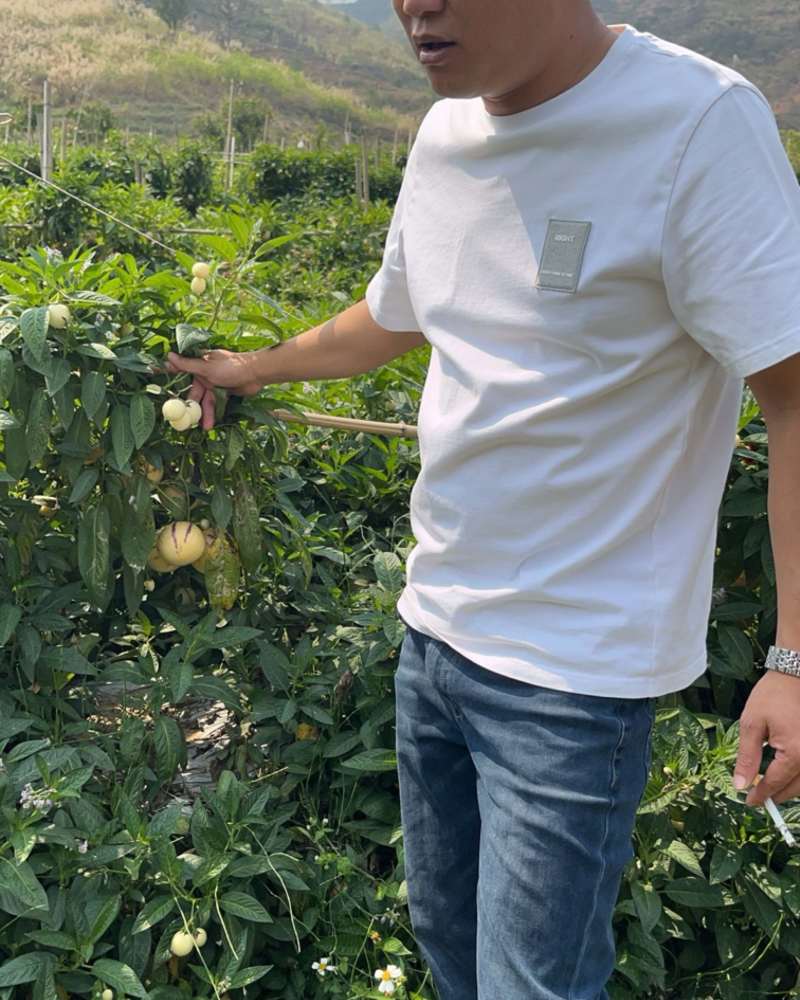 云南精品人参果产地直发保质保量量大价优欢迎电话联系