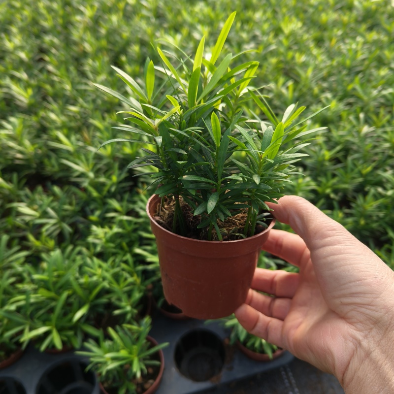 罗汉松盆栽(90#)室内桌面观叶花卉绿植四季常青美观