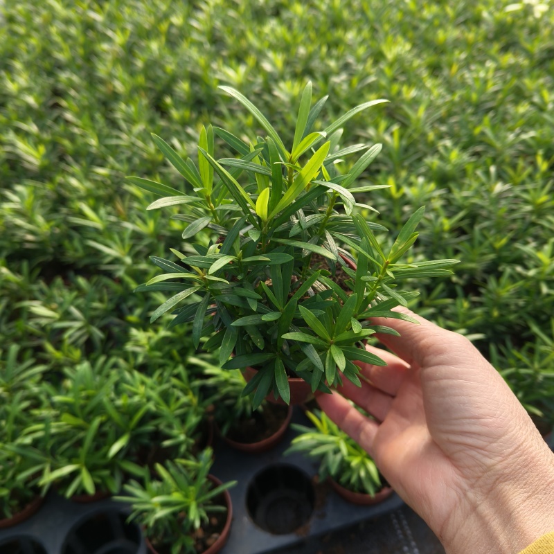 罗汉松盆栽(90#)室内桌面观叶花卉绿植四季常青美观
