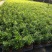 罗汉松盆栽(90#)室内桌面观叶花卉绿植四季常青美观
