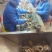 优质大片香菇品质保证服务周到