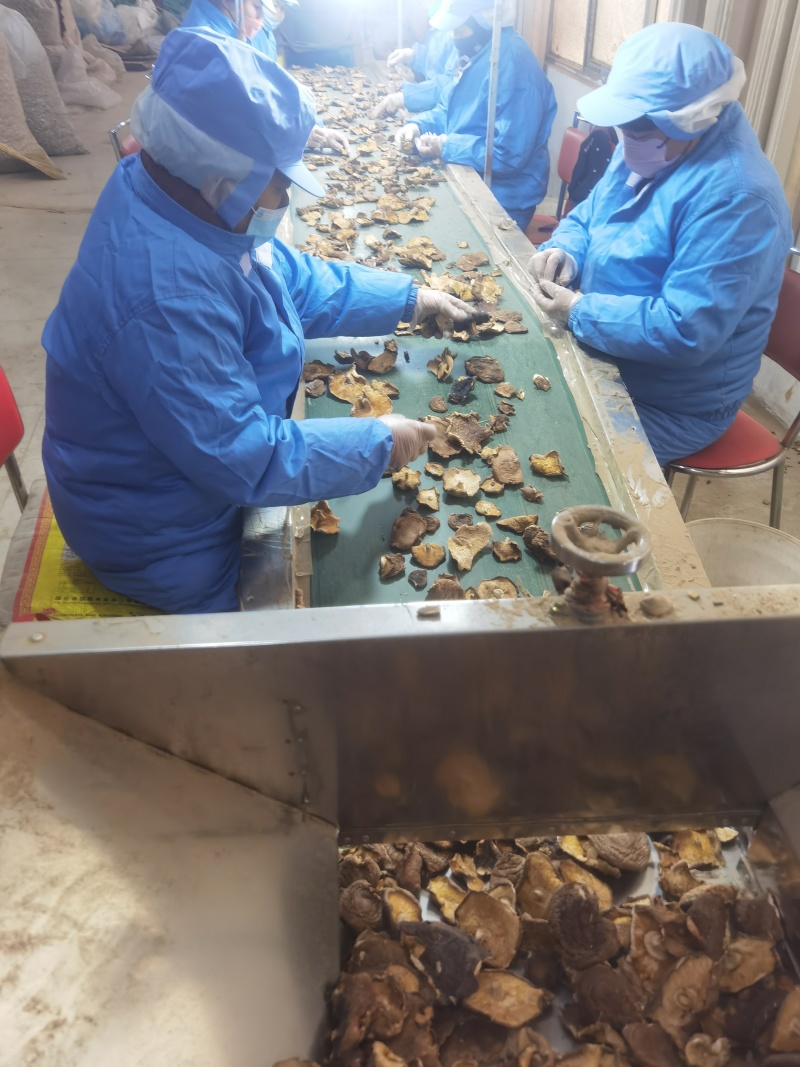 优质大片香菇品质保证服务周到