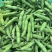 精品蚕豆大量上市专业代收代办