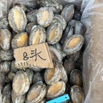鲜活冷冻鲍鱼，22头到8头全规格有货，，，，