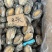 鲜活冷冻鲍鱼，22头到8头全规格有货，，，，