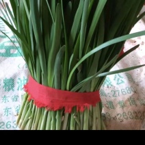 【大叶韭菜】河北邯郸产地直发现摘现发欢迎来电咨询