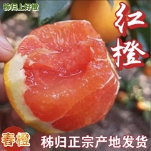 中华红橙/秭归产地一手货源/新鲜红橙/对接全国