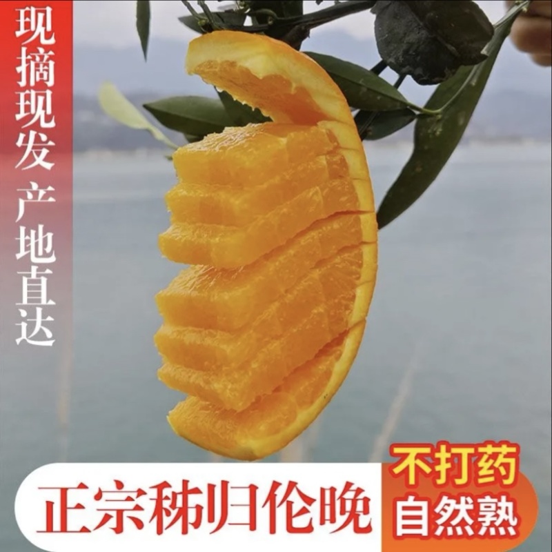 伦晚脐橙/帝王橙/果肉脆嫩爆汁，秭归产地一手货源