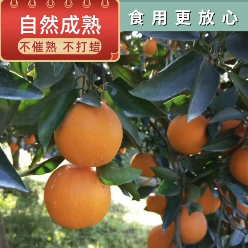 伦晚脐橙/帝王橙/果肉脆嫩爆汁，秭归产地一手货源