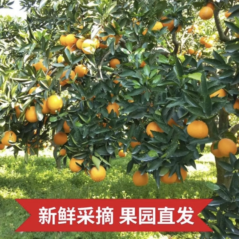 伦晚脐橙/帝王橙/果肉脆嫩爆汁，秭归产地一手货源