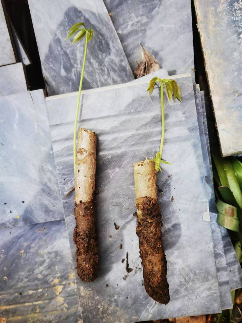 云南鹅掌柴鸭脚木大叶伞扦插枝条大量批发供应