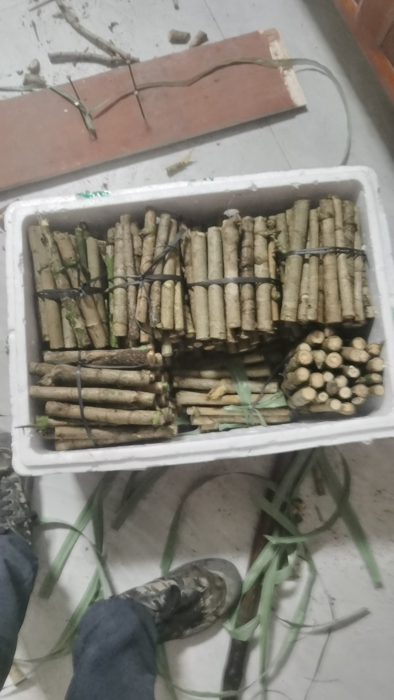 云南鹅掌柴鸭脚木大叶伞扦插枝条大量批发供应