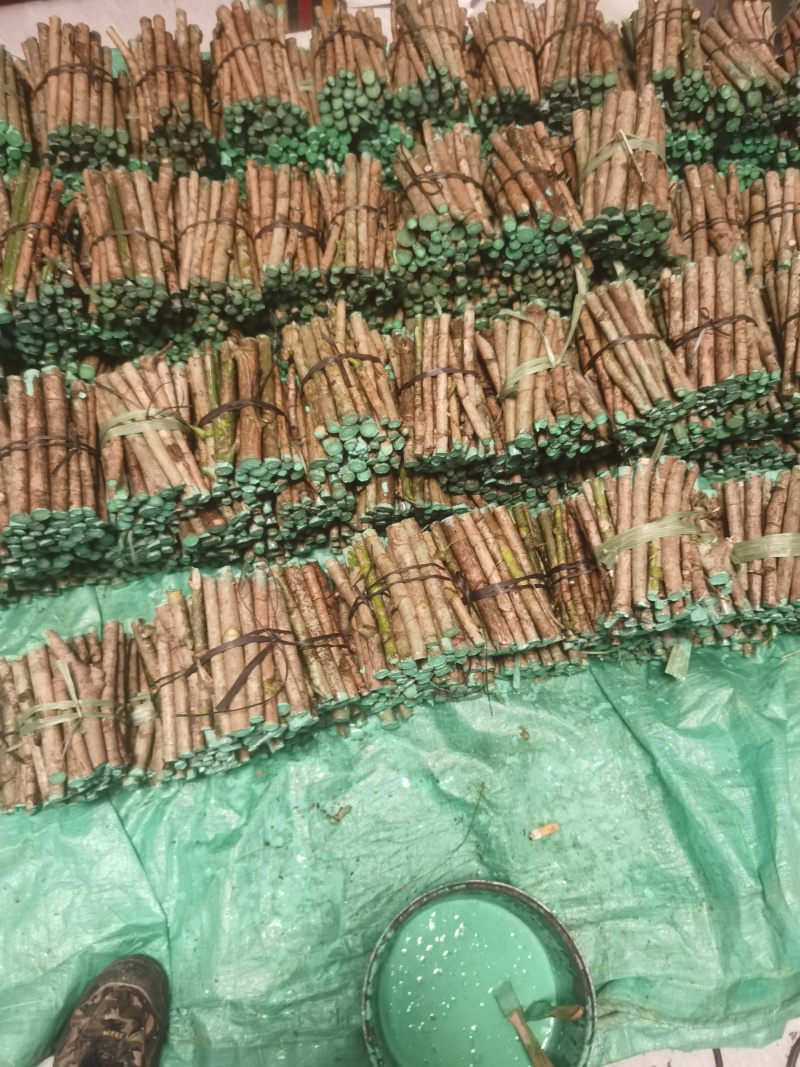 云南鹅掌柴鸭脚木大叶伞扦插枝条大量批发供应