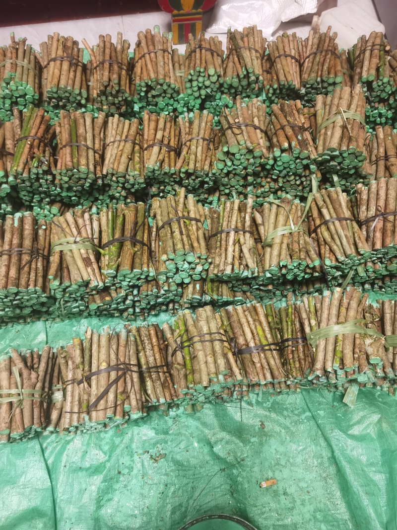 云南鹅掌柴鸭脚木大叶伞扦插枝条大量批发供应
