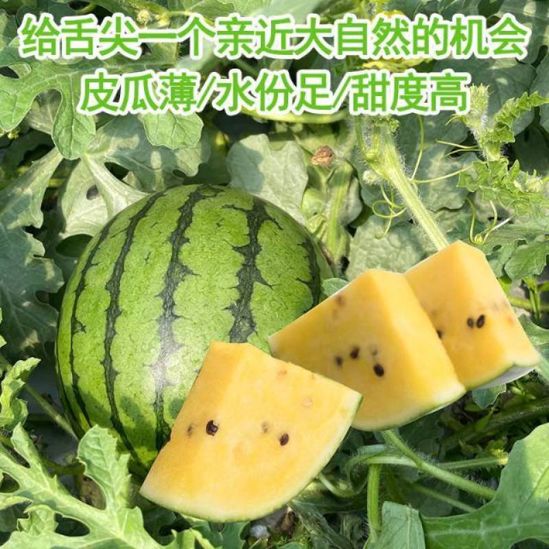 江苏特小凤西瓜全国发货品质保障口味佳江苏西瓜精品西瓜