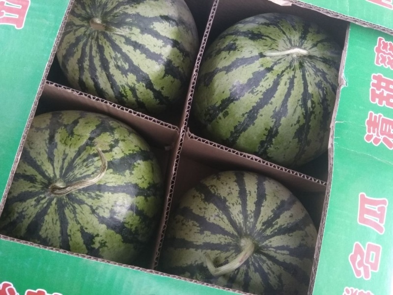 江苏特小凤西瓜全国发货品质保障口味佳江苏西瓜精品西瓜