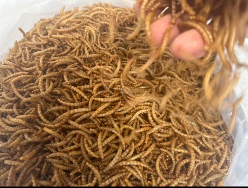 黄粉虫干新货干品，全国可发，稳定供应。大小单都可联