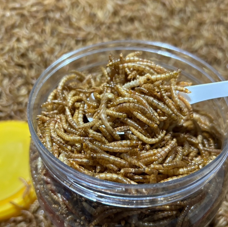 黄粉虫干新货干品，全国可发，稳定供应。大小单都可联