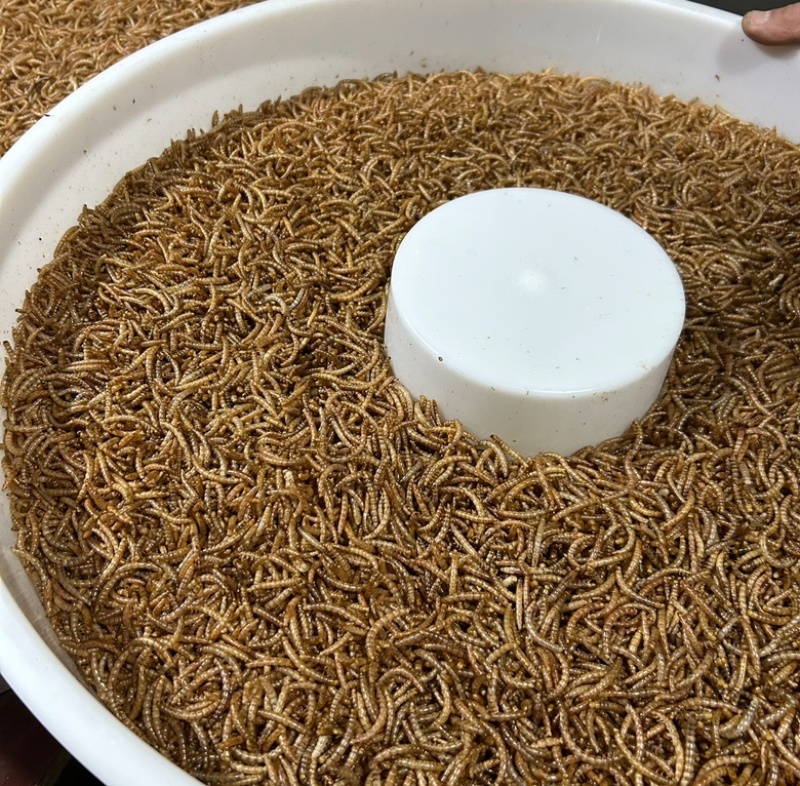 黄粉虫干新货干品，全国可发，稳定供应。大小单都可联