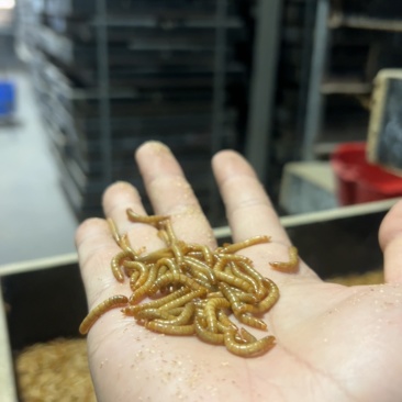 各种规格黄粉虫养殖场直发，稳定供应包成活包质量
