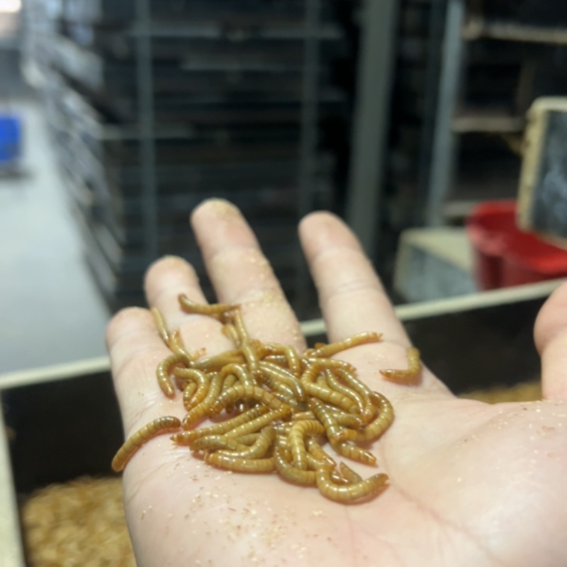 各种规格黄粉虫养殖场直发，稳定供应包成活包质量