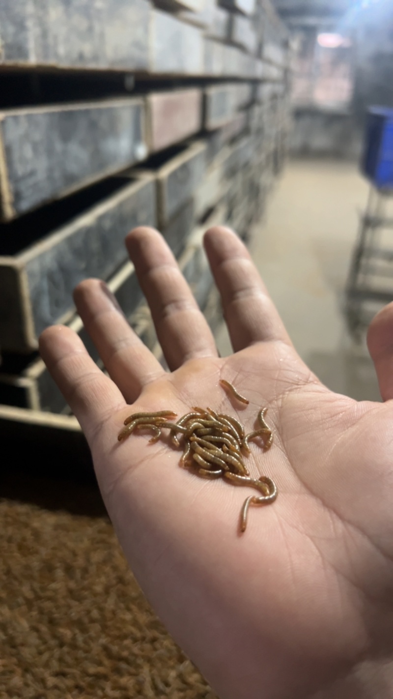各种规格黄粉虫养殖场直发，稳定供应包成活包质量