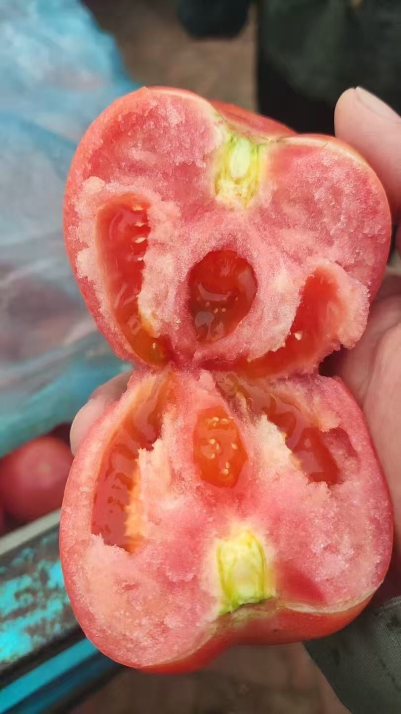 【硬粉西红柿】万亩种植基地品质保证价格实惠弧三起步