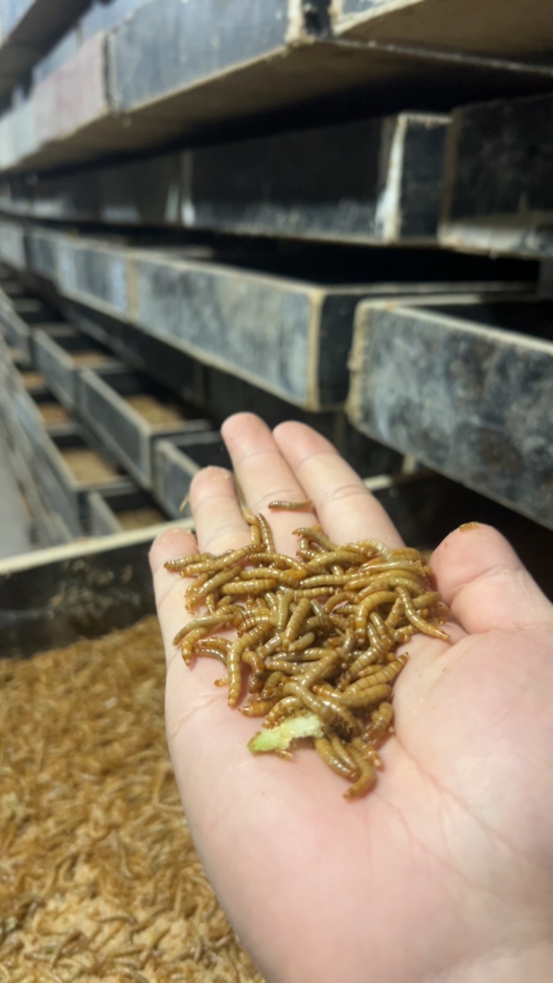 各种规格黄粉虫养殖场直发，稳定供应包成活包质量