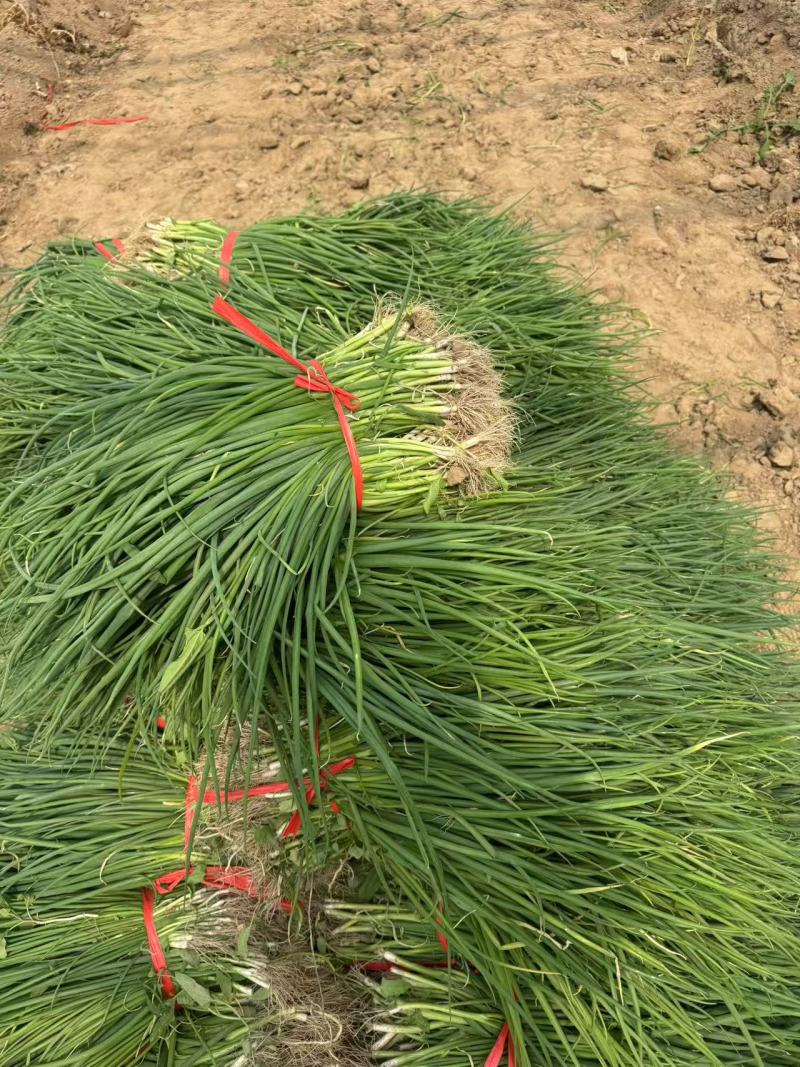 山东长白大葱苗基地直发量大从优欢迎来电咨询