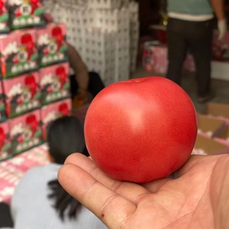 硬粉西红柿河南西红柿基地直发弧三起步
