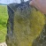山东半干海带头，盐渍海带头，20～25公分精品头量大优惠
