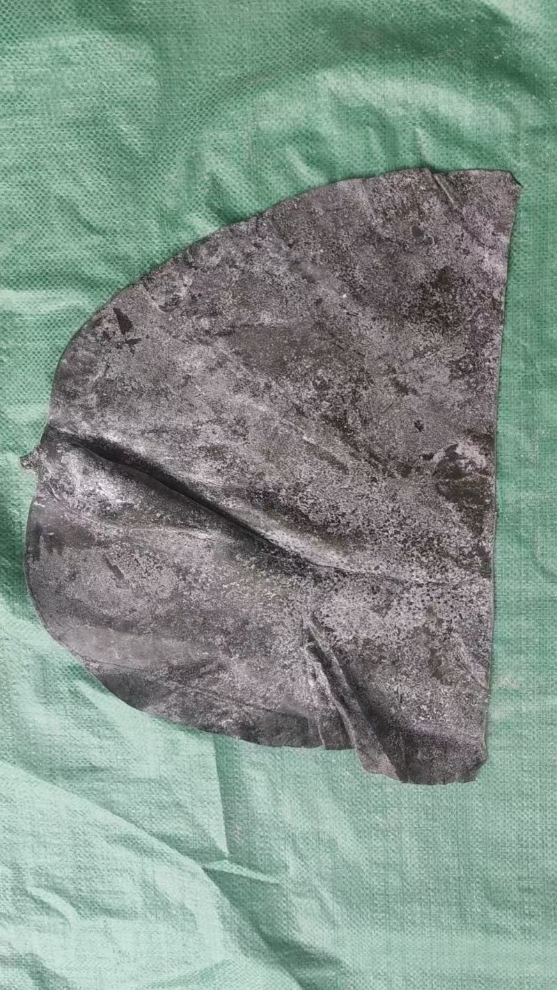 山东半干海带头，盐渍海带头，20～25公分精品头量大优惠