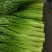 白帽蒜苔精品蒜苔60-70公分上市中