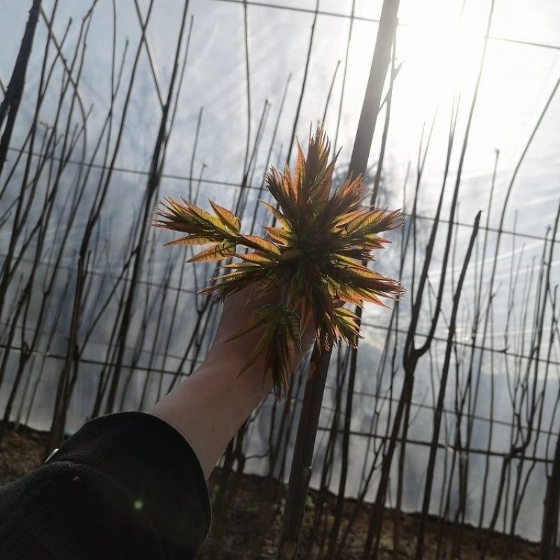 香椿芽