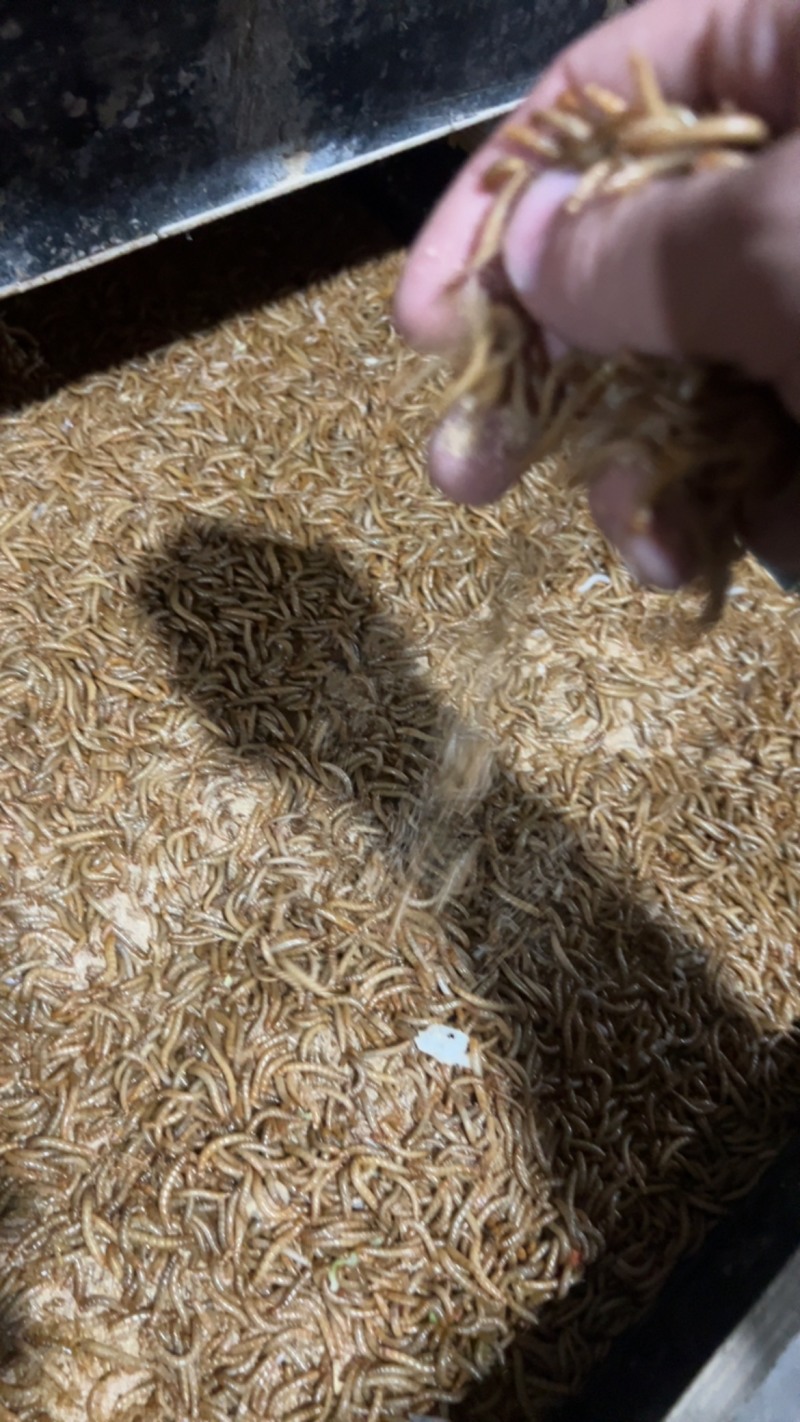 黄粉虫甲克虫种虫，快速繁殖，高产卵率