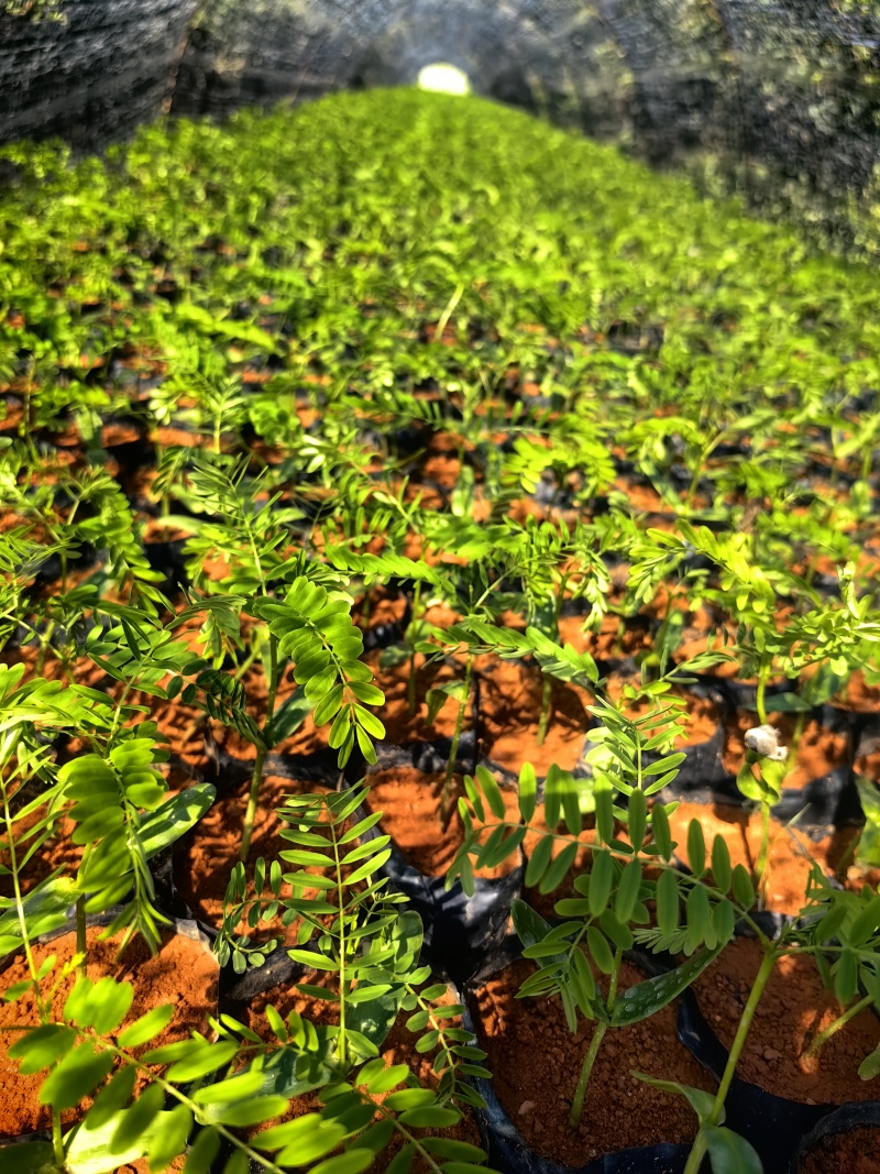 凤凰木凤凰树绿化苗木园林绿化苗新苗产地直发