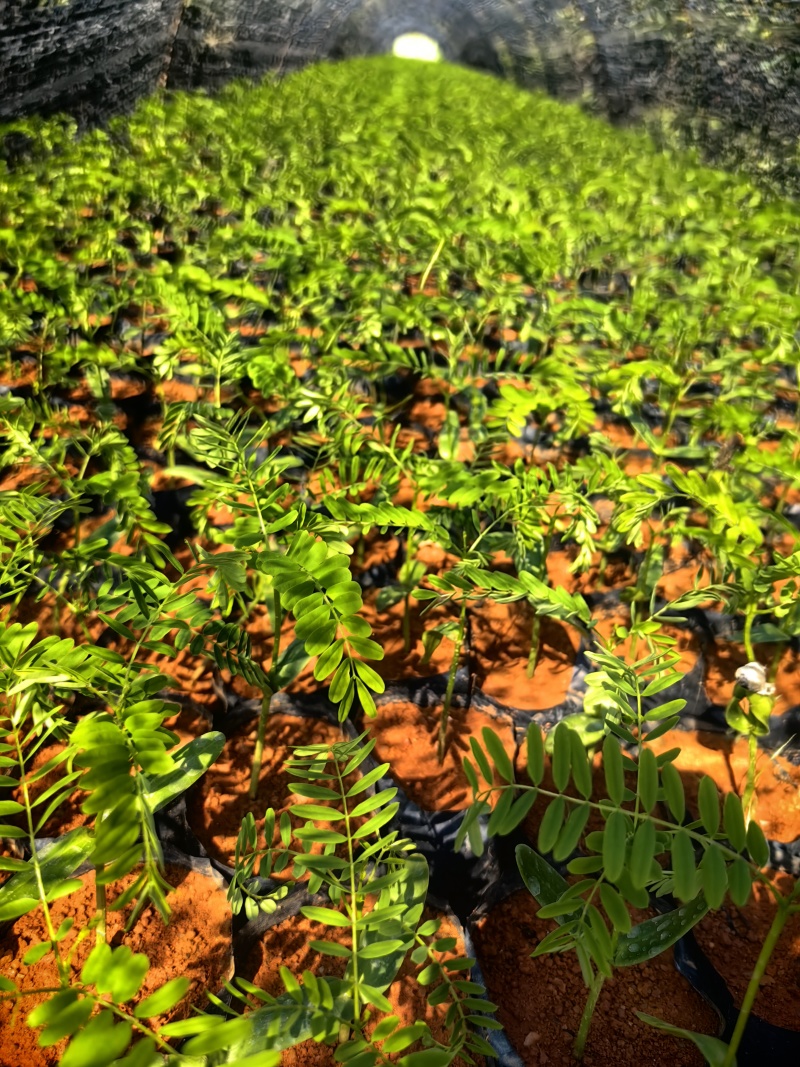 凤凰木凤凰树绿化苗木园林绿化苗新苗产地直发