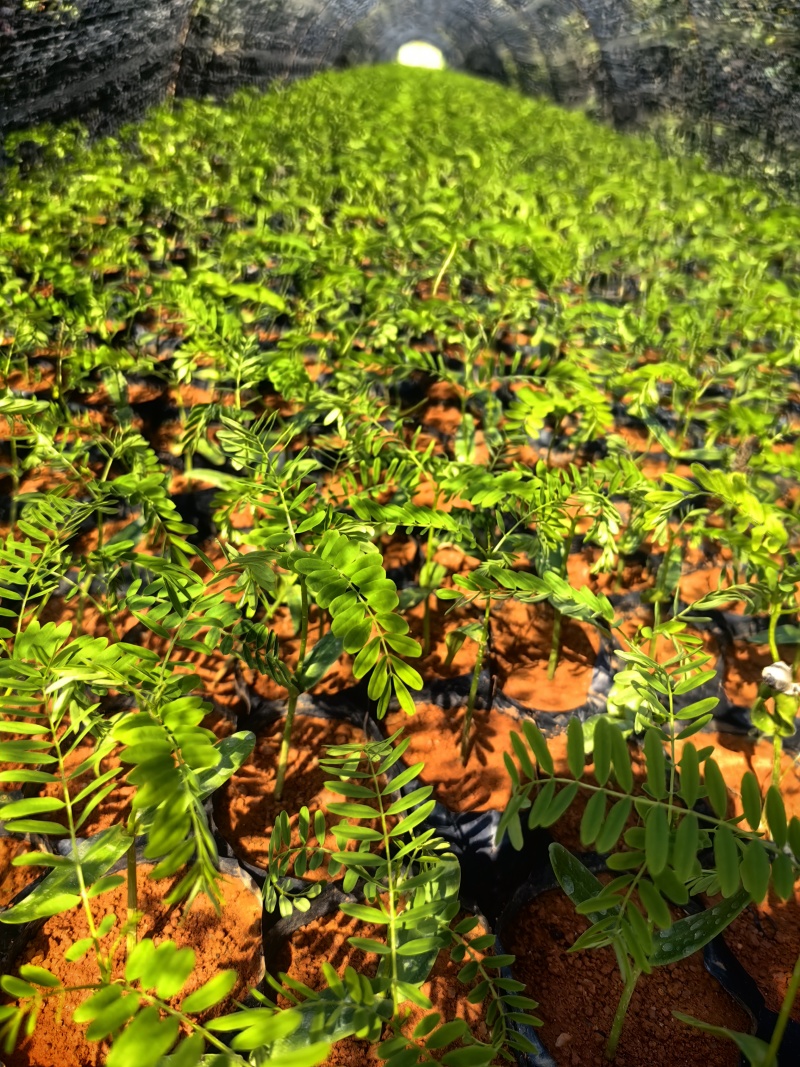 凤凰木凤凰树绿化苗木园林绿化苗新苗产地直发