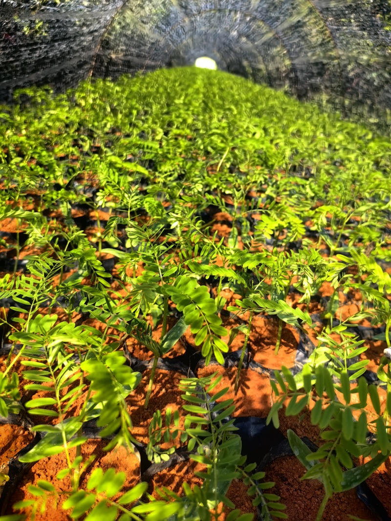 凤凰木凤凰树绿化苗木园林绿化苗新苗产地直发