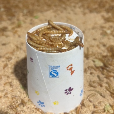 黄粉虫大号种虫培育种苗繁殖。单独筛选规格大小统一