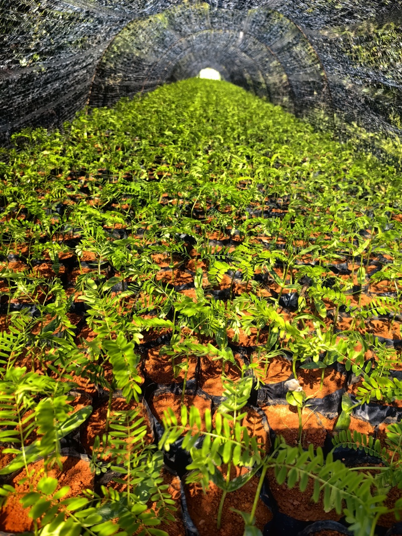 凤凰木凤凰树绿化苗木园林绿化苗新苗产地直发