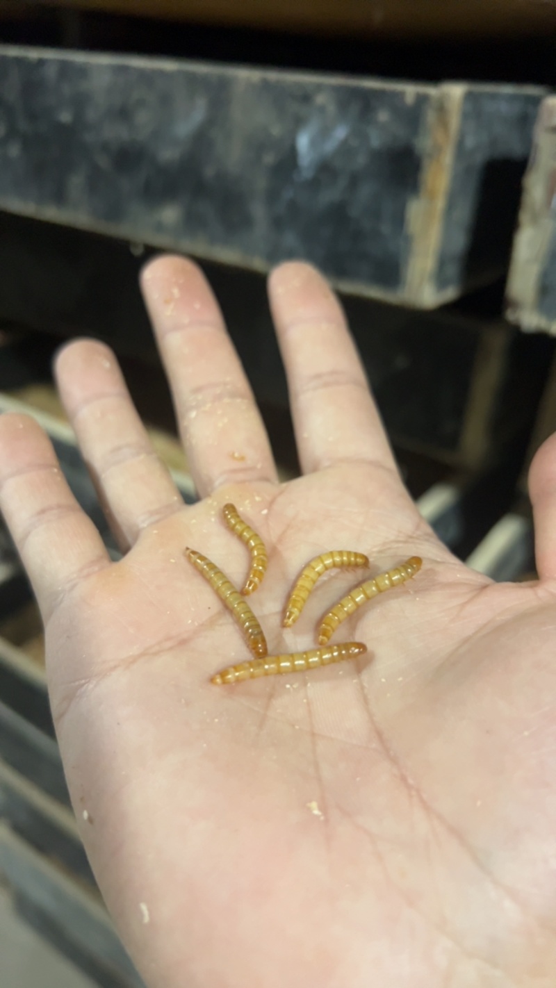 黄粉虫大号种虫培育种苗繁殖。单独筛选规格大小统一