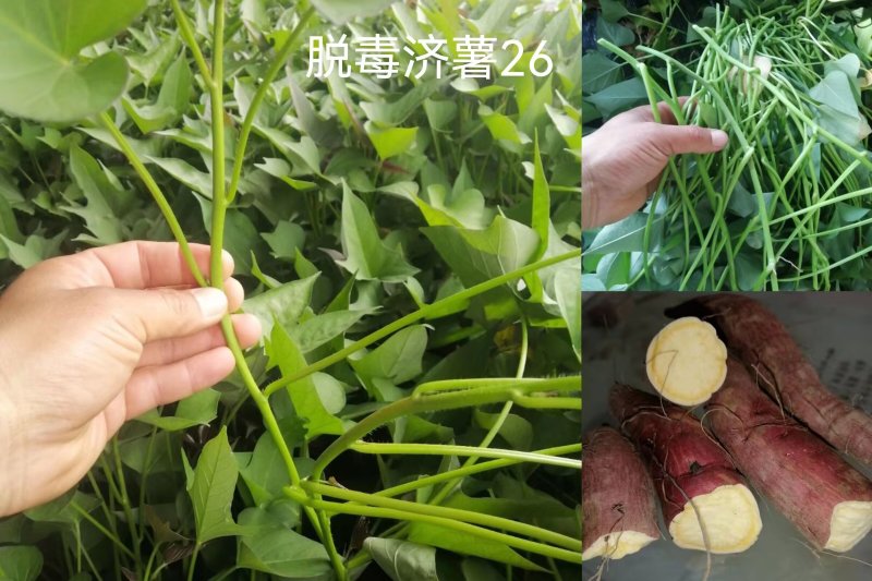 出售脱毒：济薯26红薯苗！高产瓜型好.口感纯正.易储存！